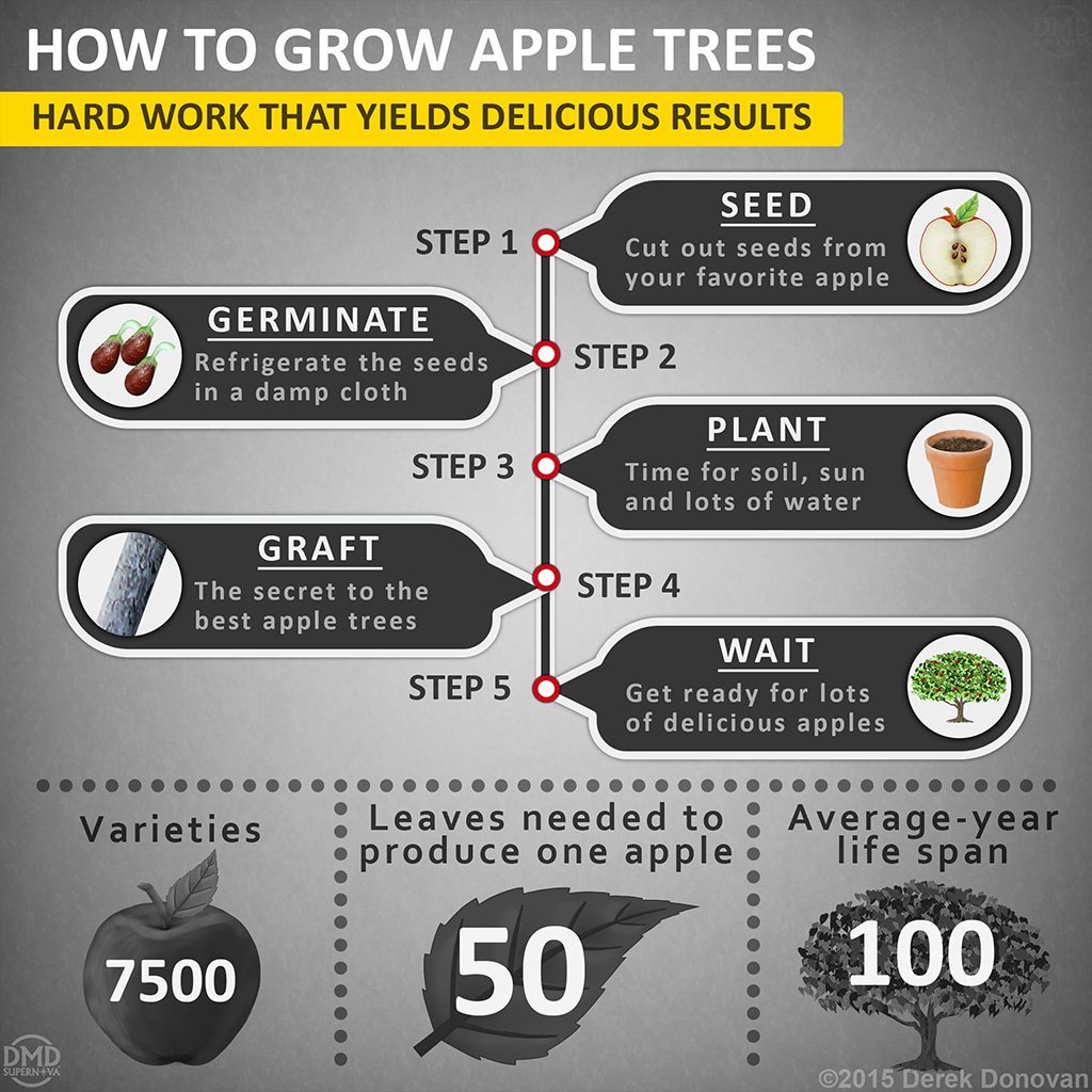 Apple Tree Infographic