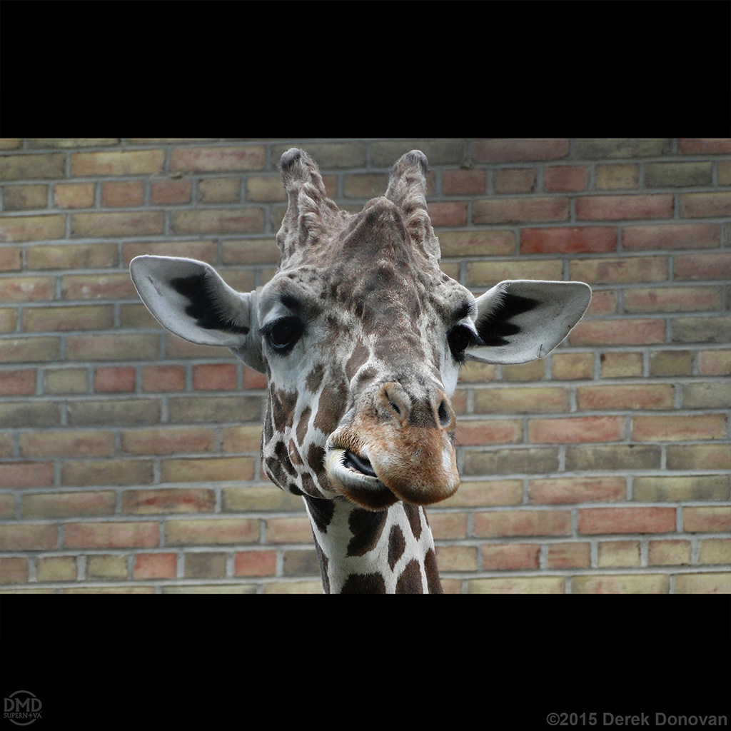 Giraffe Photography
